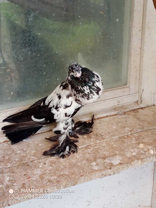 Garłacze Pomorskie
