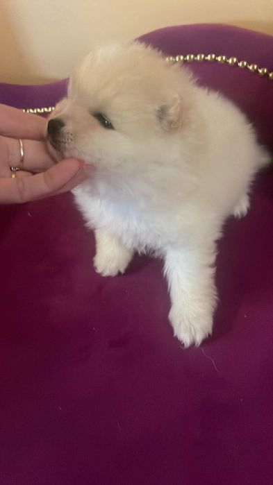 Szpic miniaturowy pomeranian piesek