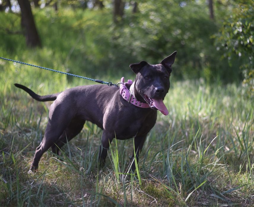 Urocza suczka w typie amstaffa szuka domu!