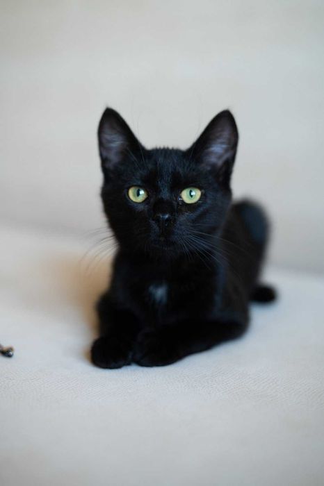 Ищет дом маленький котёнок мальчик!