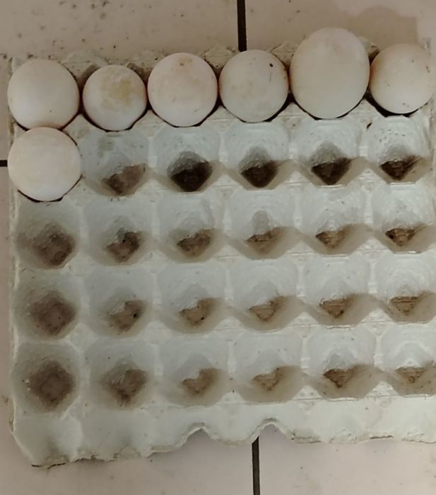 Dzień dobry mam na sprzedaż jaja lęgowe kacze