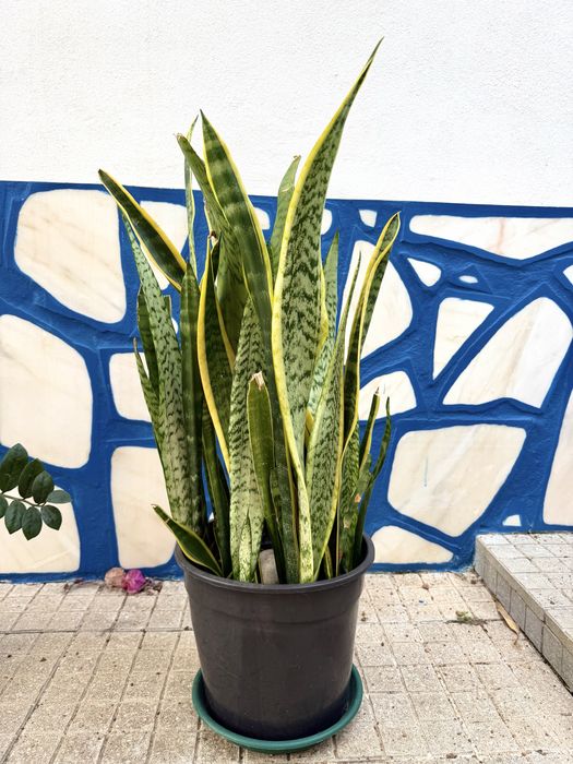 Plantas Diversas