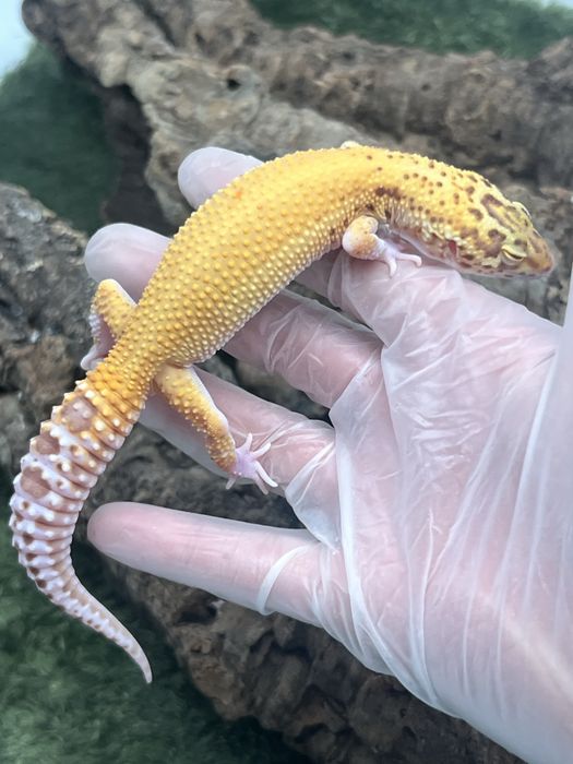 Gekon lamparci z terrarium