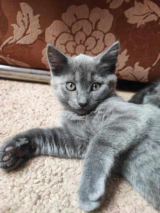 Пепельные котята, 2 месяца кот кошка