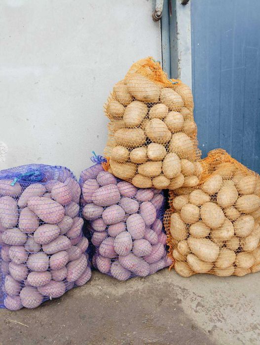 Ziemniaki jadalne Soraya i Baltic Rose