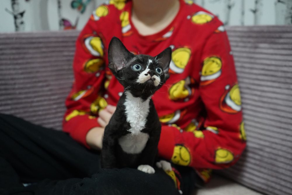 Kotka Devon Rex KENYA