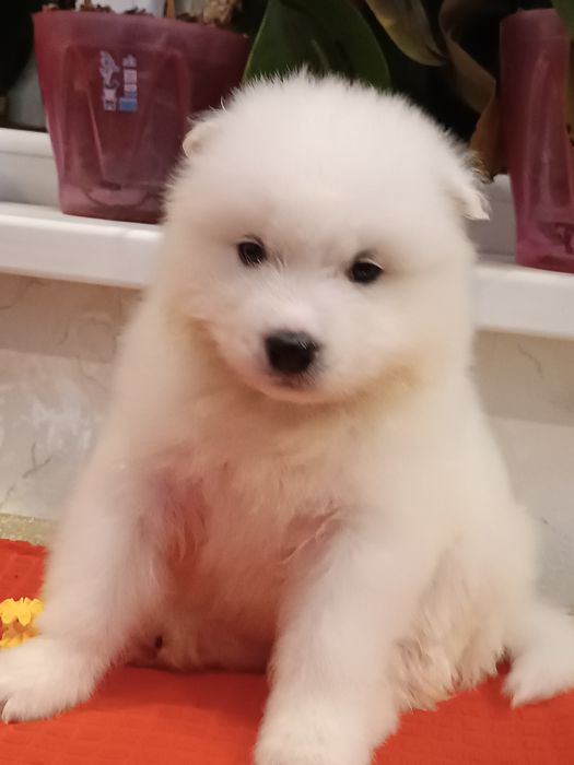 Цуценята самоїда