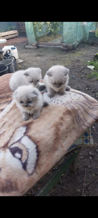 Чудові малюки,шукають люблячих господарів...