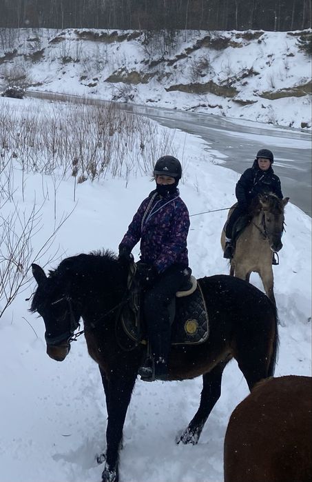 4 letni wałach rasy huculskiej z predyspozycjami do skoków