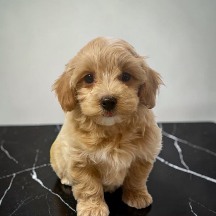 Домашні улюбленці