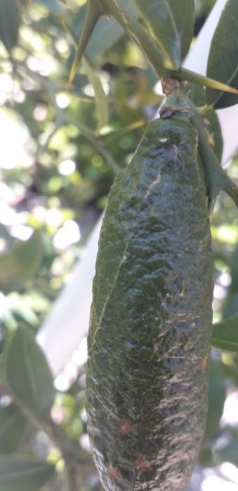 Vendo  limão caviar, 75.00€/kg.