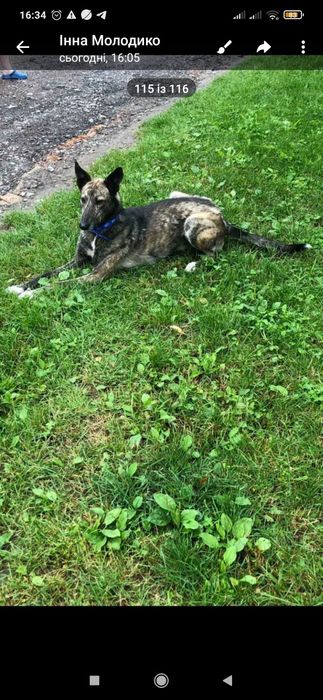 Іспанський грейхаунд (метіс)