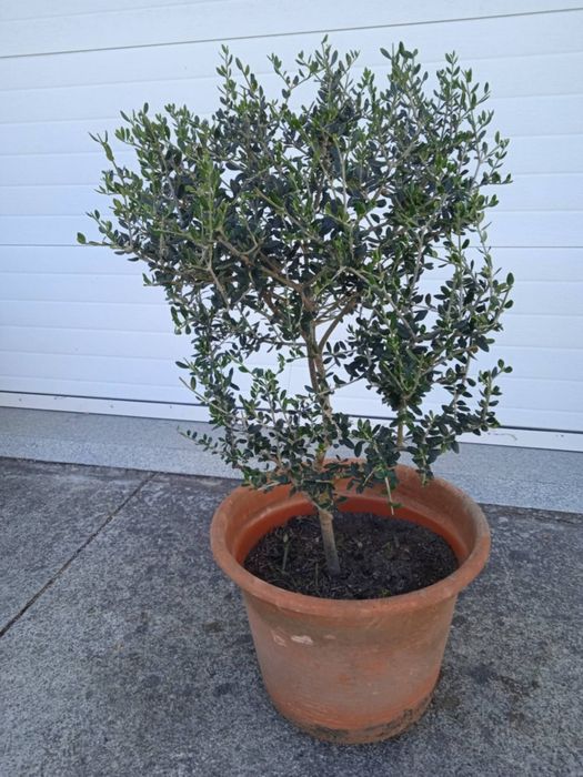 Vendo oliveiras bonitas para jardim ou em vaso grande