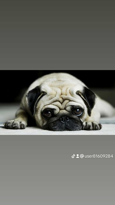 Мопс для любові шукає даму сердця