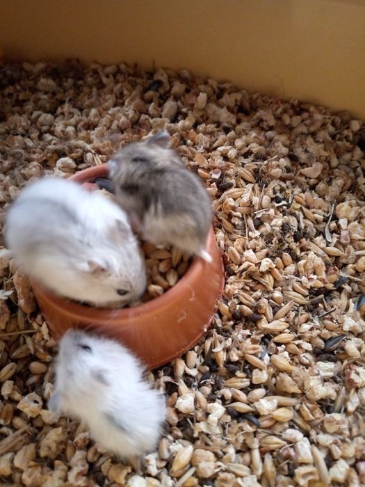 Хомячки Кременчуг