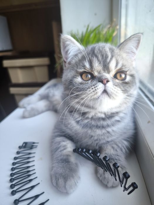 Котик экзотик Остин