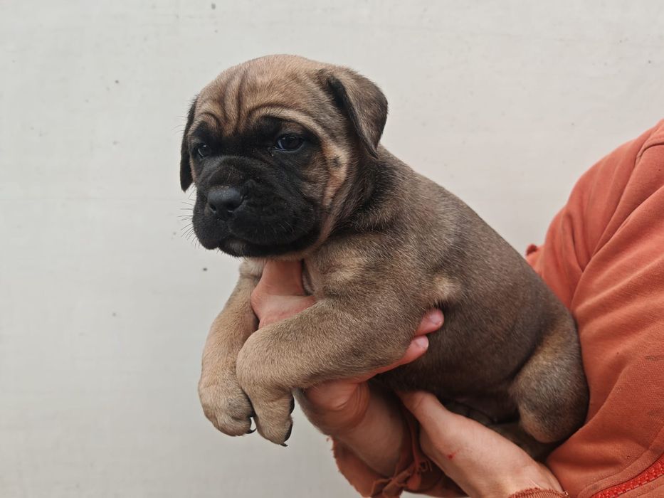 Suczka Cane Corso