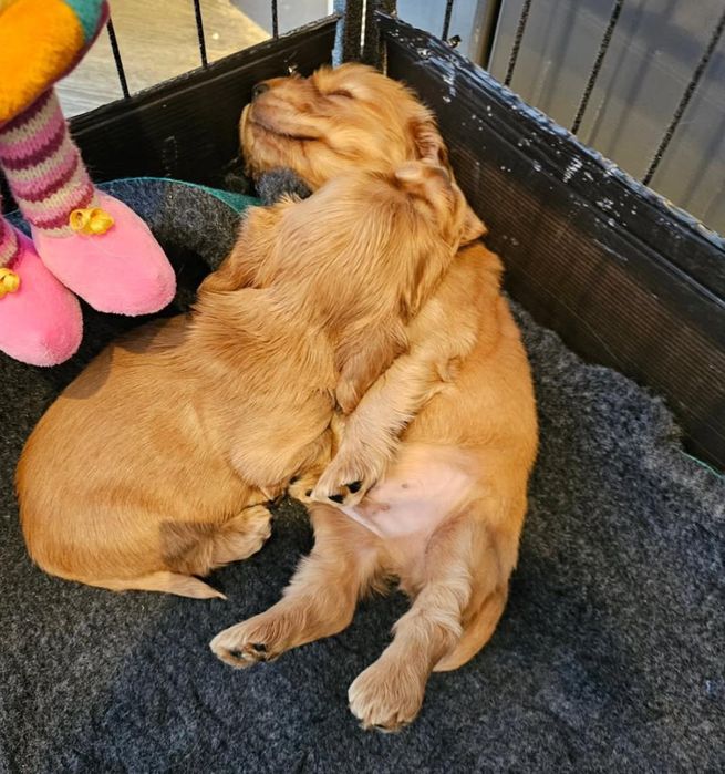 Доставка цуценят в Польщу.