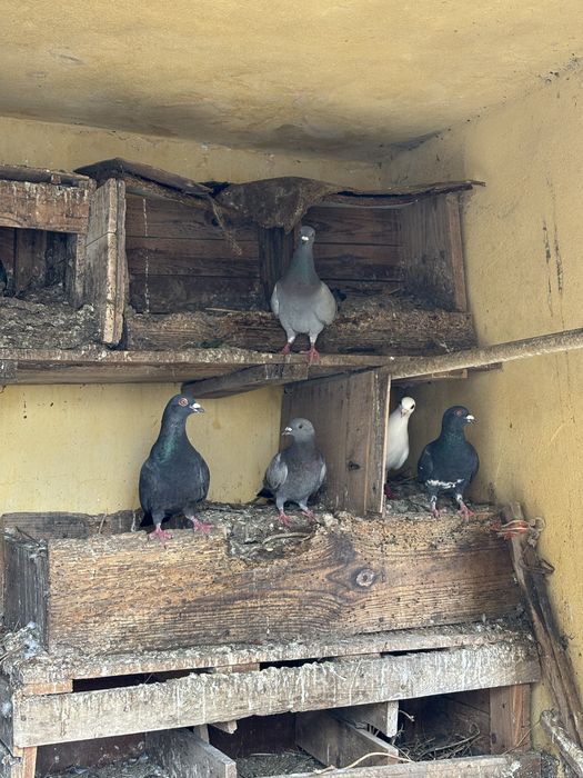 Pombos (casais e filhos)