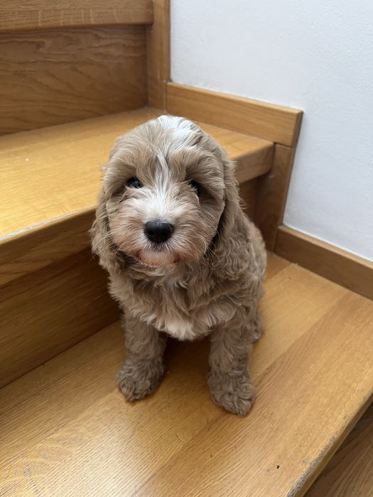 Cavapoo piesek juz do odbioru