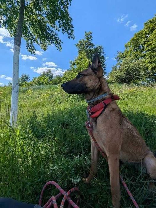 Młoda suczka Falka w typie owczarek belgijski malinois do adopcji!