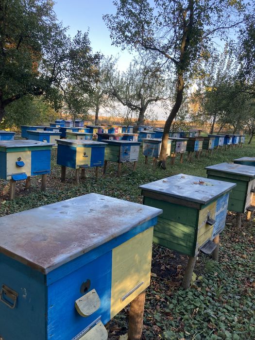 Продам бжолині сімї