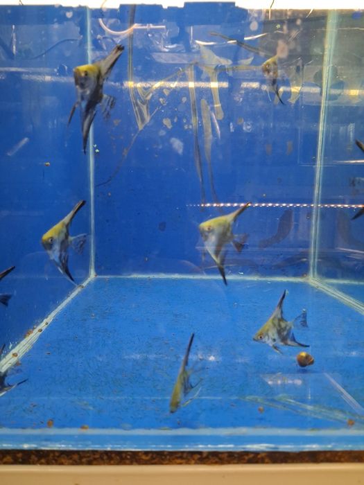Peixes criaçao propria
