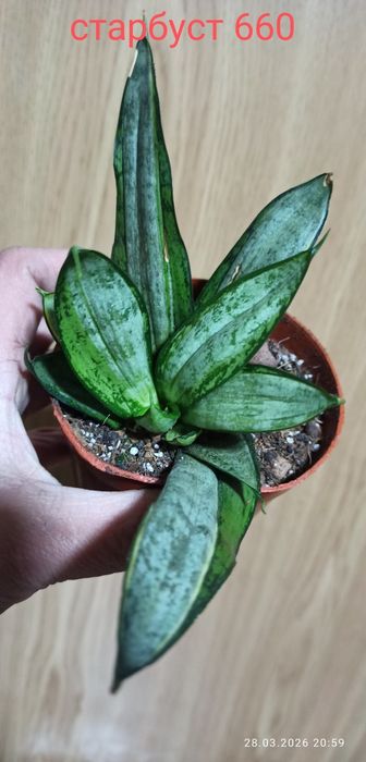 Бандед Нельсон санса і інші