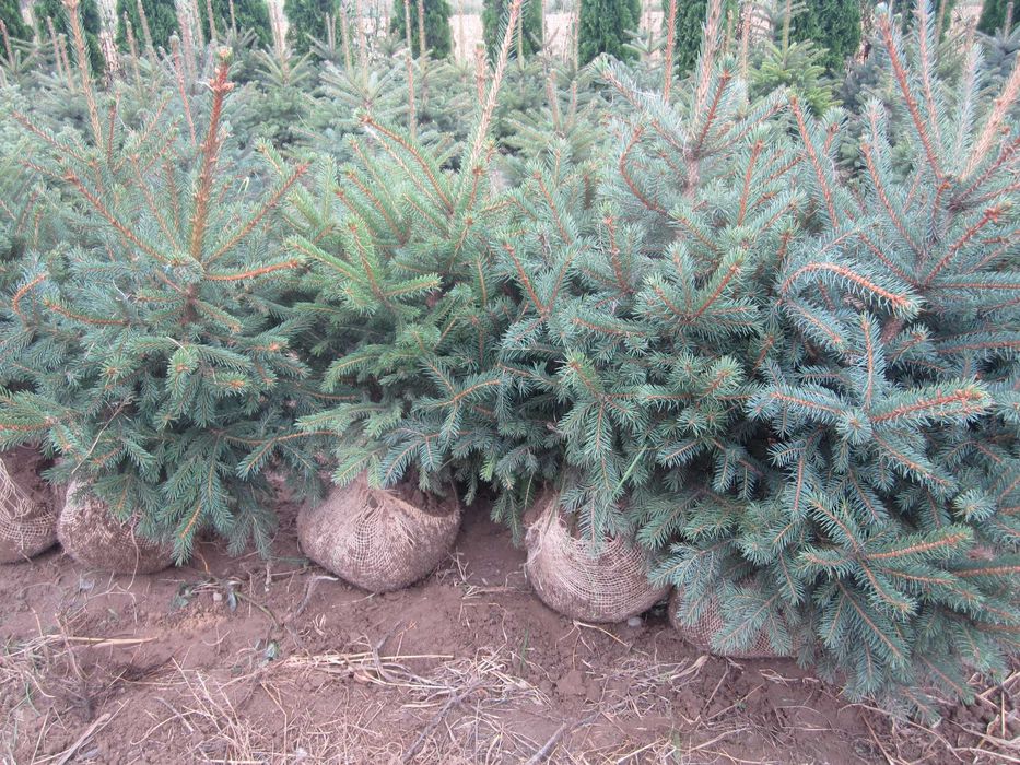 świerk kłujący NIE Pospolity 200cm