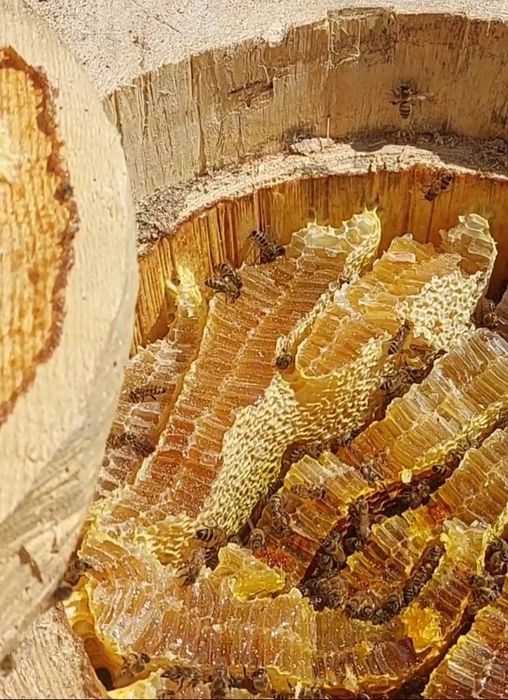 Barć dla pszczół, Kłoda bartna, Ule ozdobne rzeźbione, bartnictwo