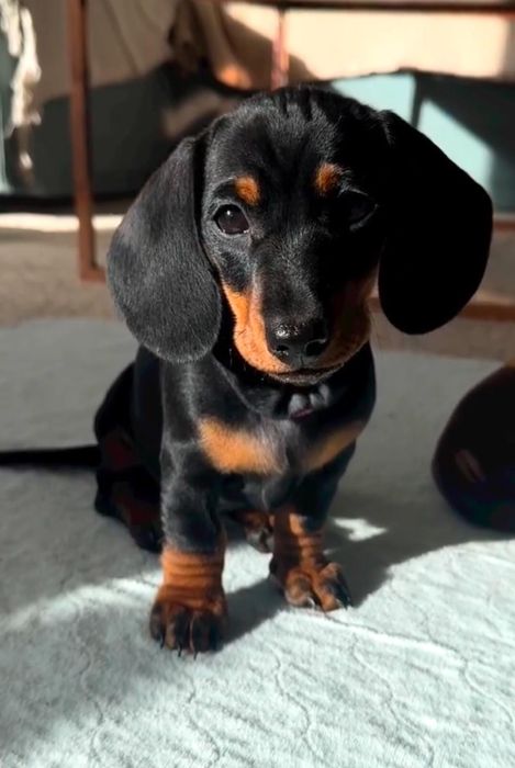 Teckel Miniatura macho