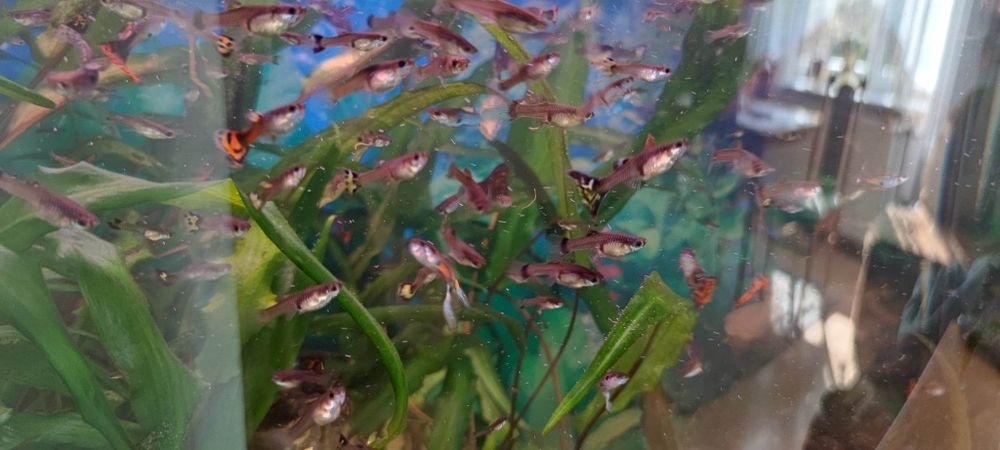 Ryby akwariowe gupiki