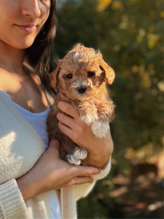 Дівчинка мальтіпу міні. Девочка мальтипу мини ф1