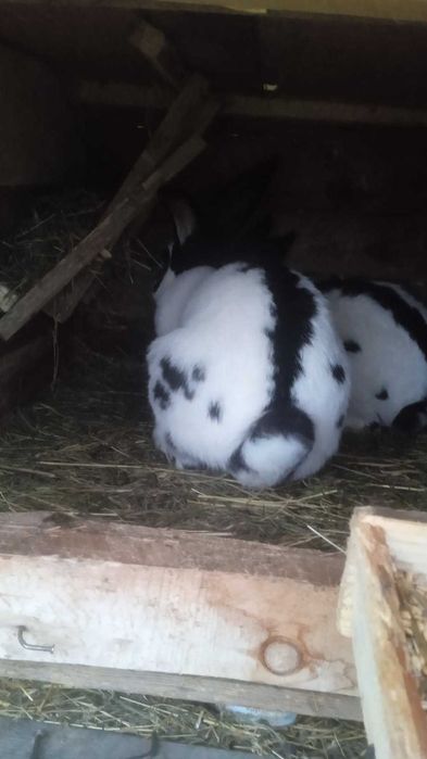 Sprzedam samca i samice