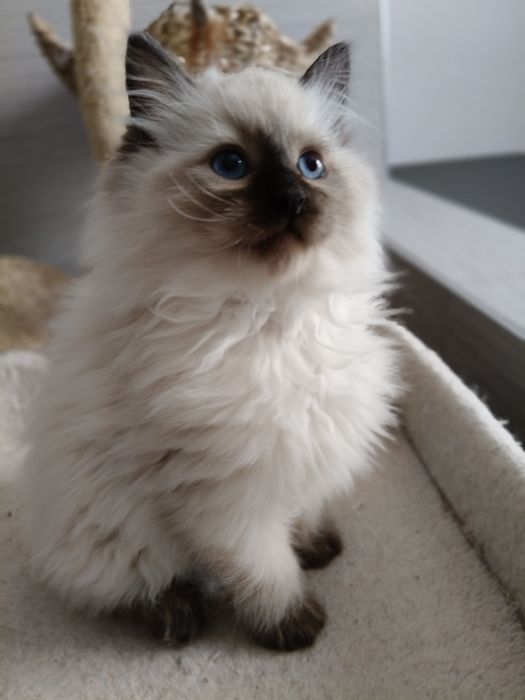 Kotka  kot Ragdoll