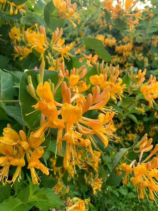 Жимолость Тельмана