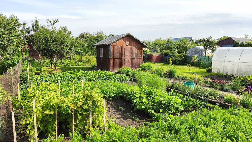 Ogródek działkowy ROD Dąbrowa