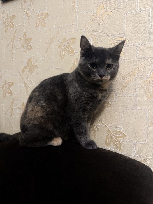 Кішечка Луночкаа