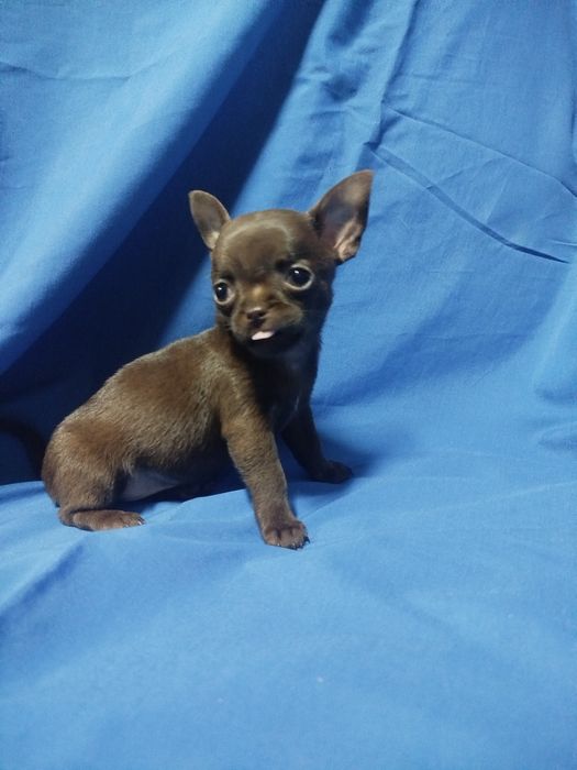 Chihuahua de pelo curto