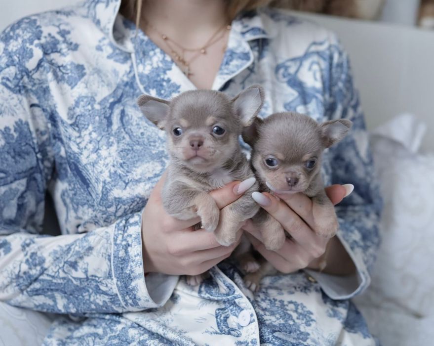 Chihuahua chłopak fci