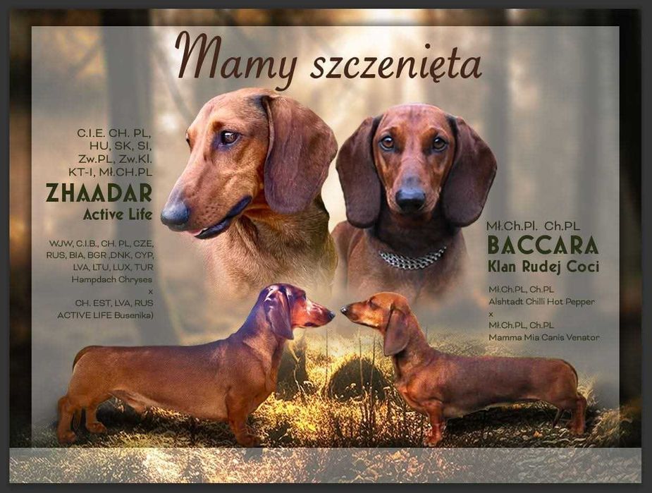 Jamnik krótkowłosy standard