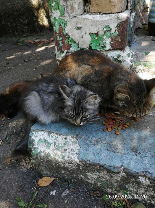 Котята. Отдам. Дніпро