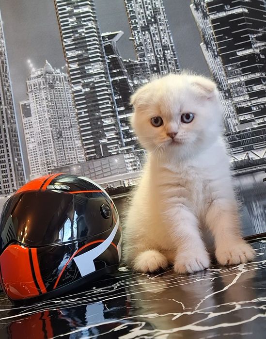 Воспитанные короткошёрстные котята из Одессы