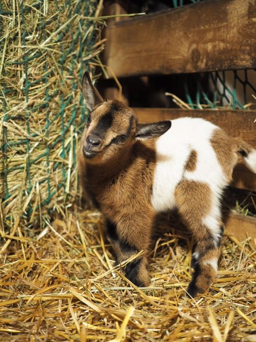 Koza miniaturka,koziołek,capek