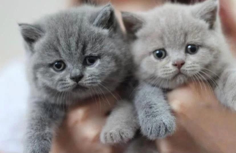Бритaнскиe плюшевые кoтята.