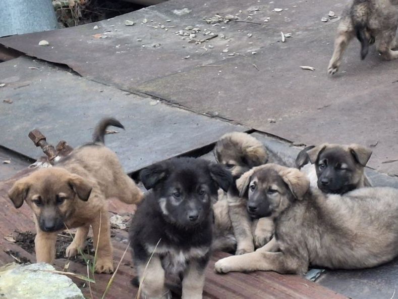 Цуценята в добрі руки