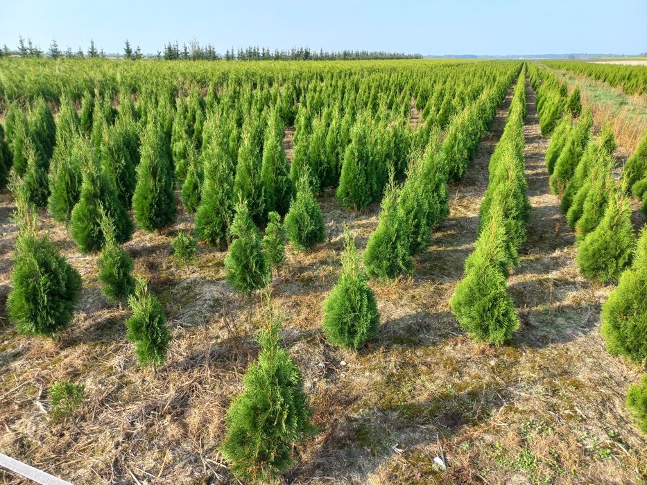 Thuja Tuja Smaragd Szmaragd 80-100cm  nie Brabant