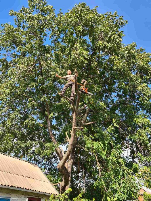 Спил и обрезка деревьев