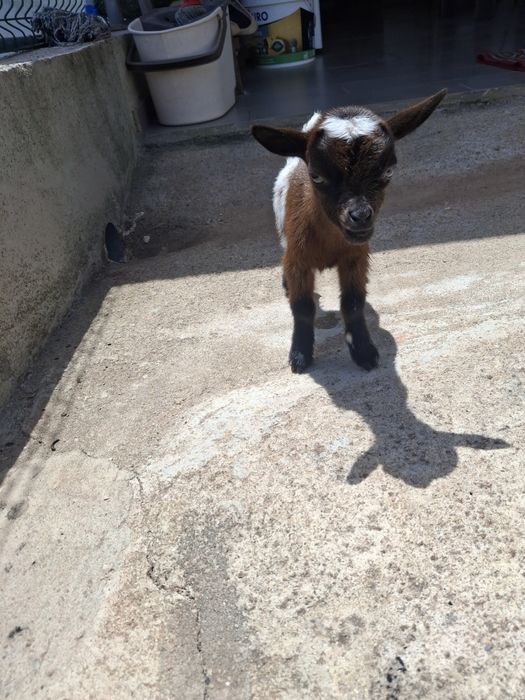 cabrito a pilha criado a mão