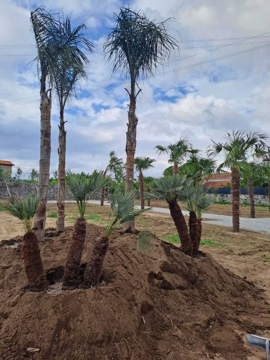 Criação e Manutenção de Jardim! Plantas/Palmeiras/Coqueiros/Sebe